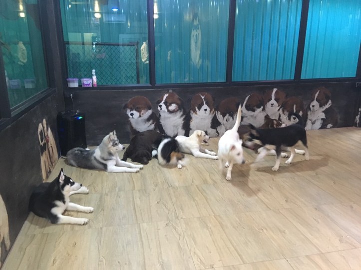 Dog Country Café_๑๙๐๑๐๗_0154.jpg