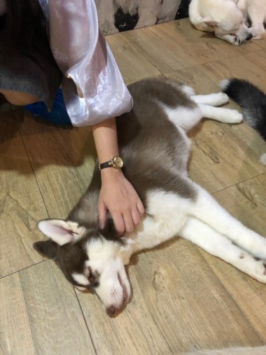 Dog Country Café_๑๙๐๑๐๗_0217.jpg