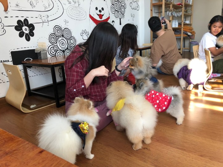Happy Pom Dog Café_๒๐๐๑๑๖_0090